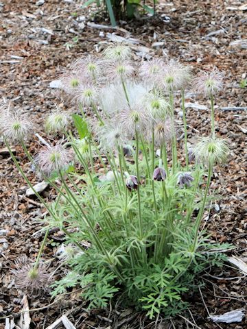 Pulsatilla cernua