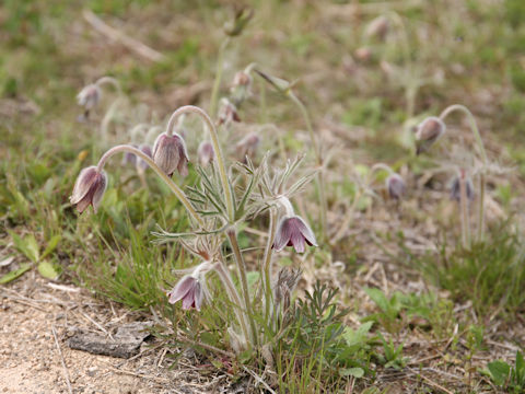 Pulsatilla cernua