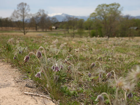 Pulsatilla cernua