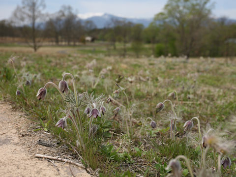 Pulsatilla cernua