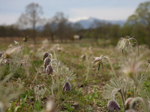 Pulsatilla cernua