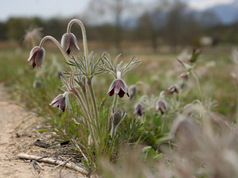 Pulsatilla cernua