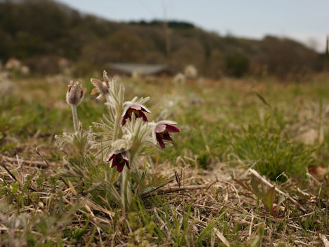 Pulsatilla cernua