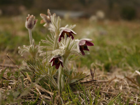 Pulsatilla cernua