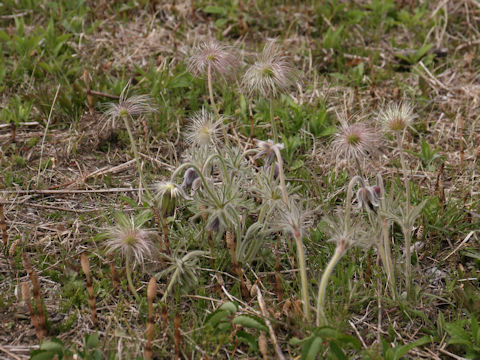 Pulsatilla cernua