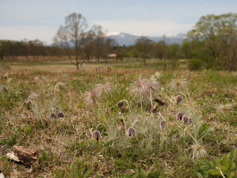 Pulsatilla cernua