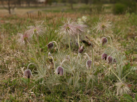 Pulsatilla cernua