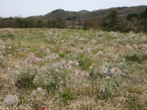 Pulsatilla cernua