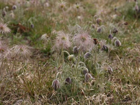 Pulsatilla cernua