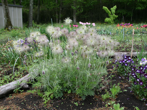 Pulsatilla cernua