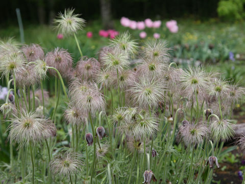 Pulsatilla cernua