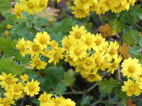 Chrysanthemum okiense