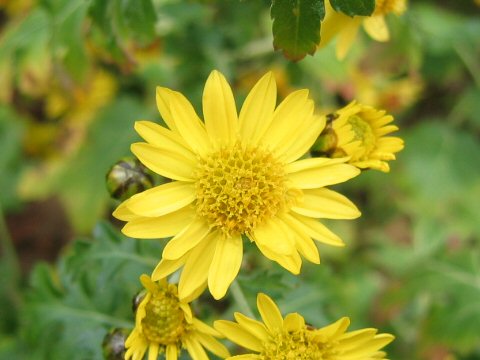 Chrysanthemum okiense