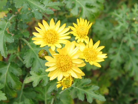 Chrysanthemum okiense