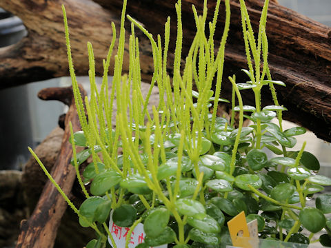 Peperomia japonica var. okinawensis