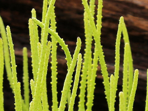 Peperomia japonica var. okinawensis