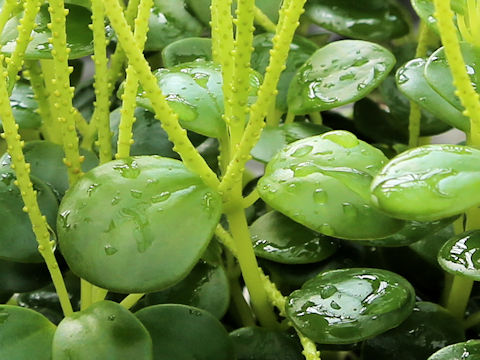 Peperomia japonica var. okinawensis