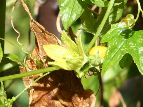 Diplocyclos palmatus