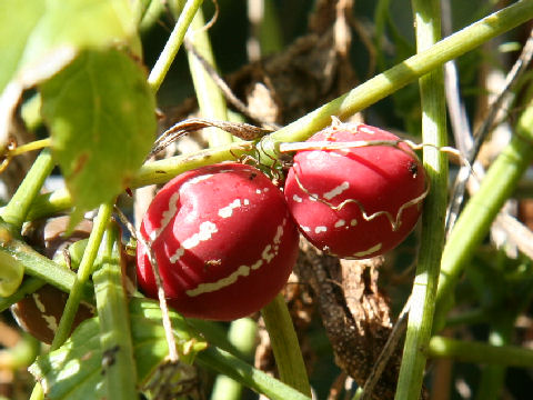 Diplocyclos palmatus