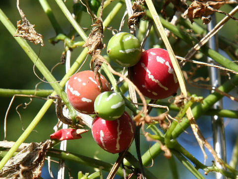 Diplocyclos palmatus