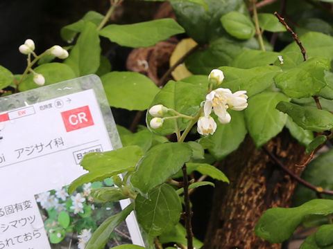 Deutzia naseana var. amanoi