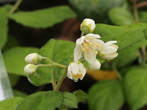 Deutzia naseana var. amanoi