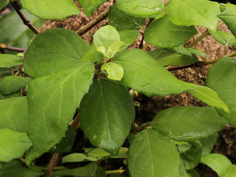 Deutzia naseana var. amanoi