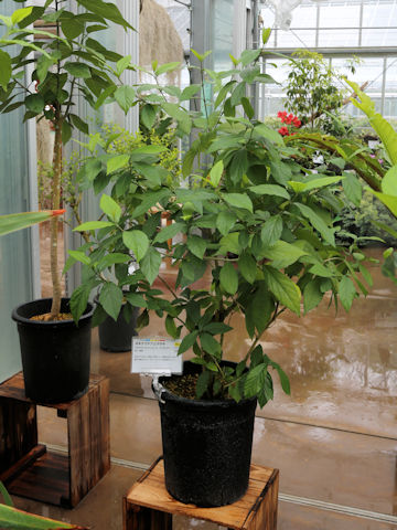 Callicarpa oshimensis var. okinawensis