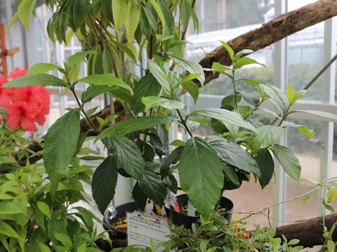 Callicarpa oshimensis var. okinawensis