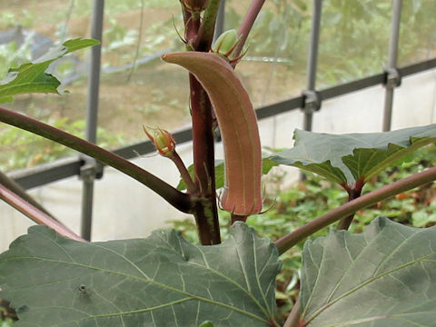 Abelmoschus esculentus