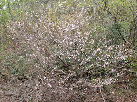 Prunus apetata ssp. pilosa