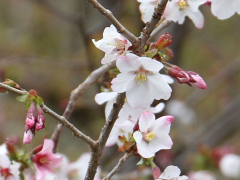 Prunus apetata ssp. pilosa