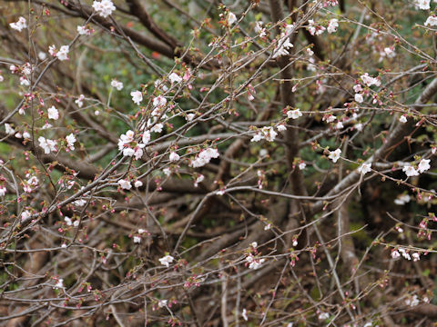 Prunus apetata ssp. pilosa