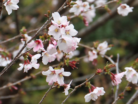 Prunus apetata ssp. pilosa