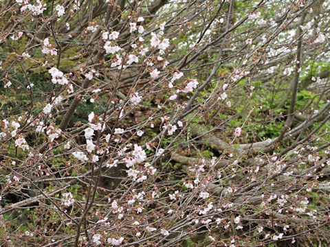 Prunus apetata ssp. pilosa