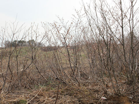 Prunus apetata ssp. pilosa