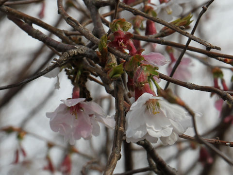 Prunus apetata ssp. pilosa