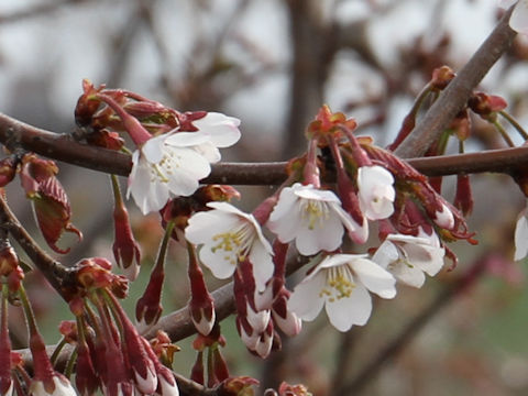 Prunus apetata ssp. pilosa