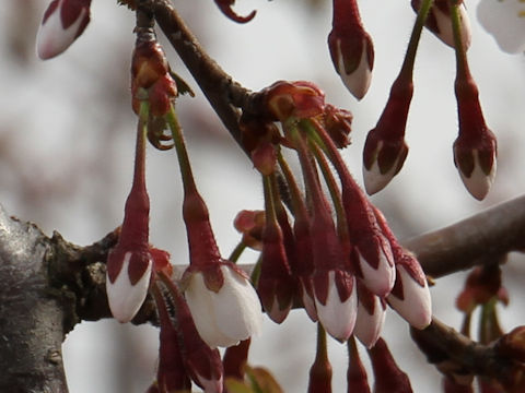 Prunus apetata ssp. pilosa