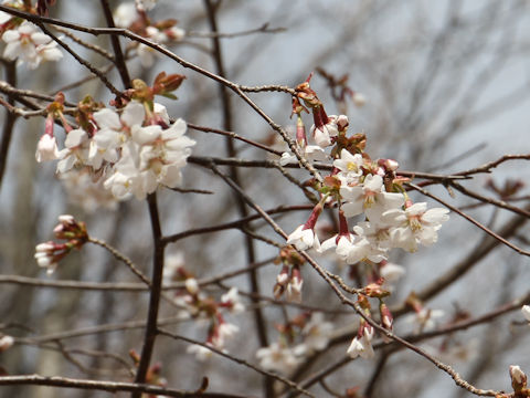 Prunus apetata ssp. pilosa