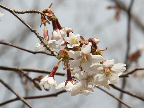 Prunus apetata ssp. pilosa