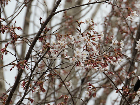 Prunus apetata ssp. pilosa