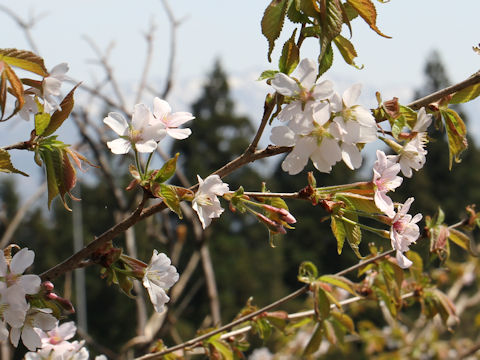 Prunus apetata ssp. pilosa