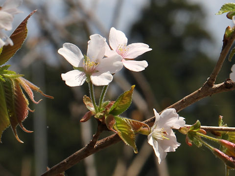 Prunus apetata ssp. pilosa