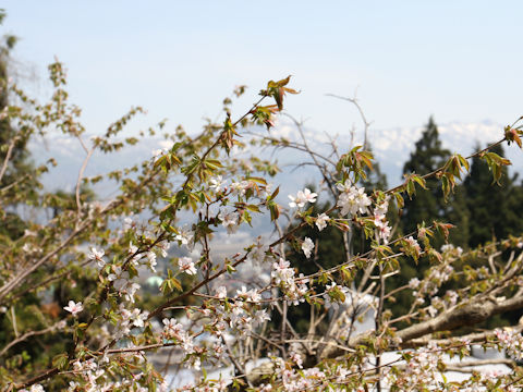 Prunus apetata ssp. pilosa