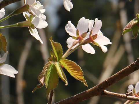 Prunus apetata ssp. pilosa
