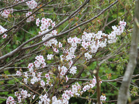 Prunus apetata ssp. pilosa