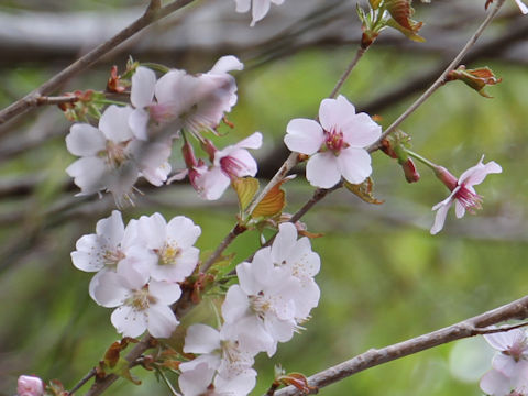 Prunus apetata ssp. pilosa