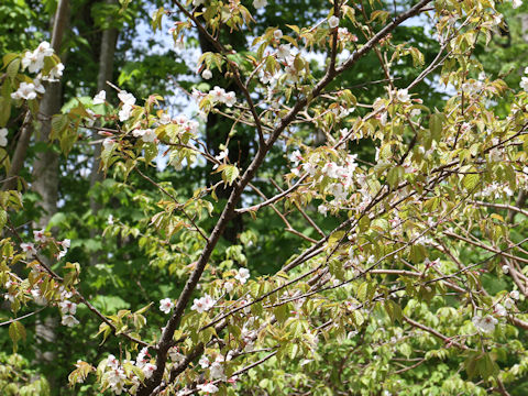 Prunus apetata ssp. pilosa