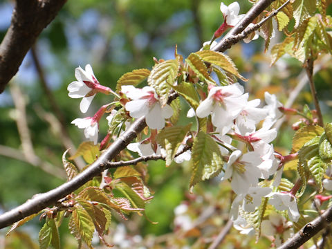 Prunus apetata ssp. pilosa